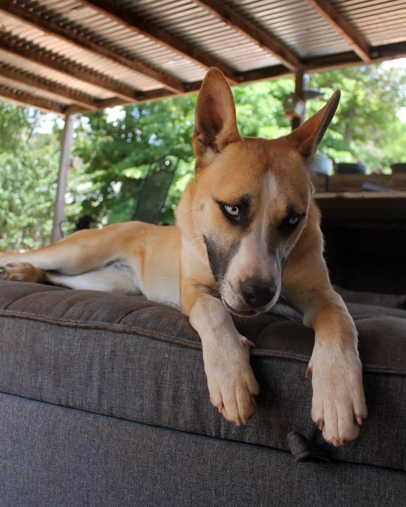 Sadie thumbnail 3