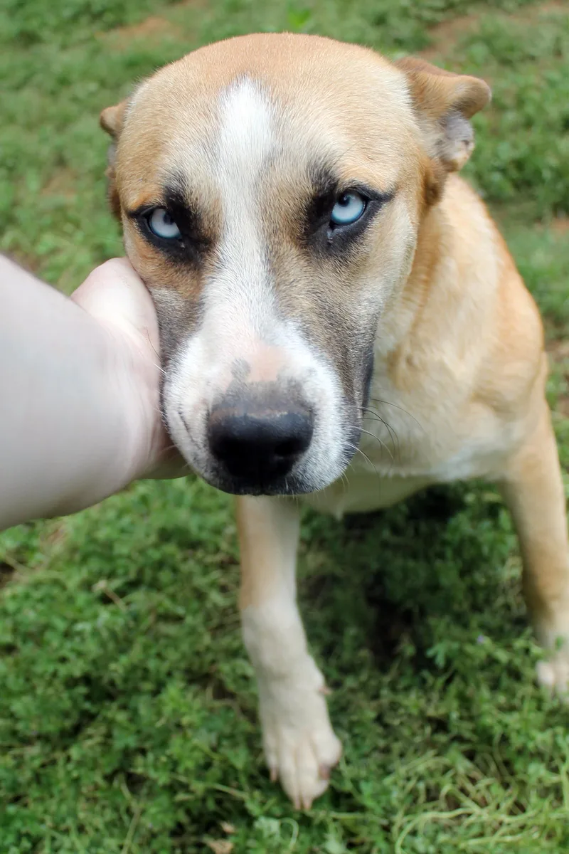 Sadie thumbnail 4