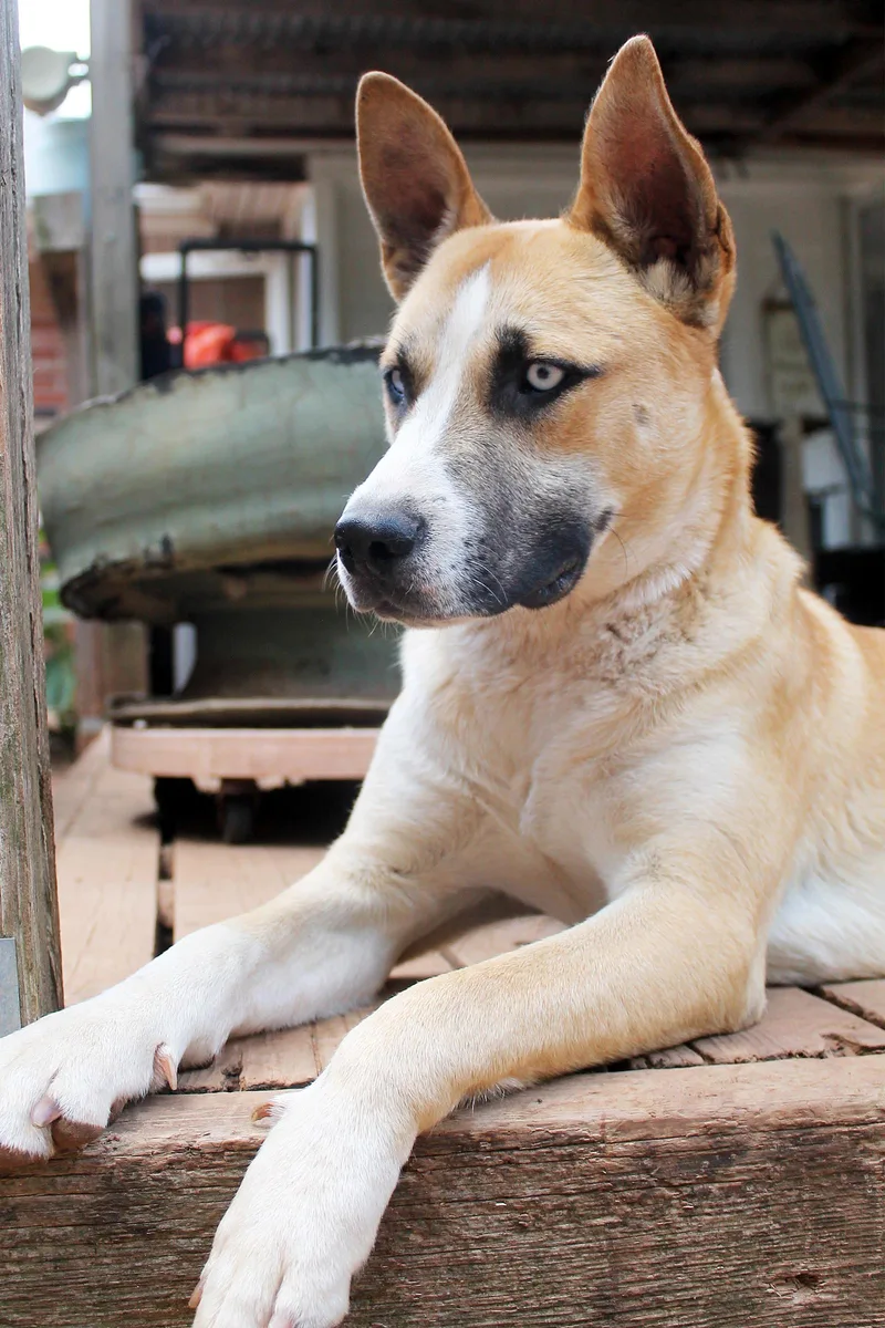 Sadie thumbnail 5