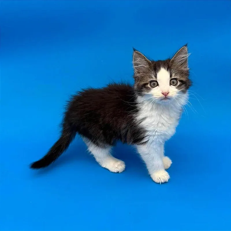 Elsie