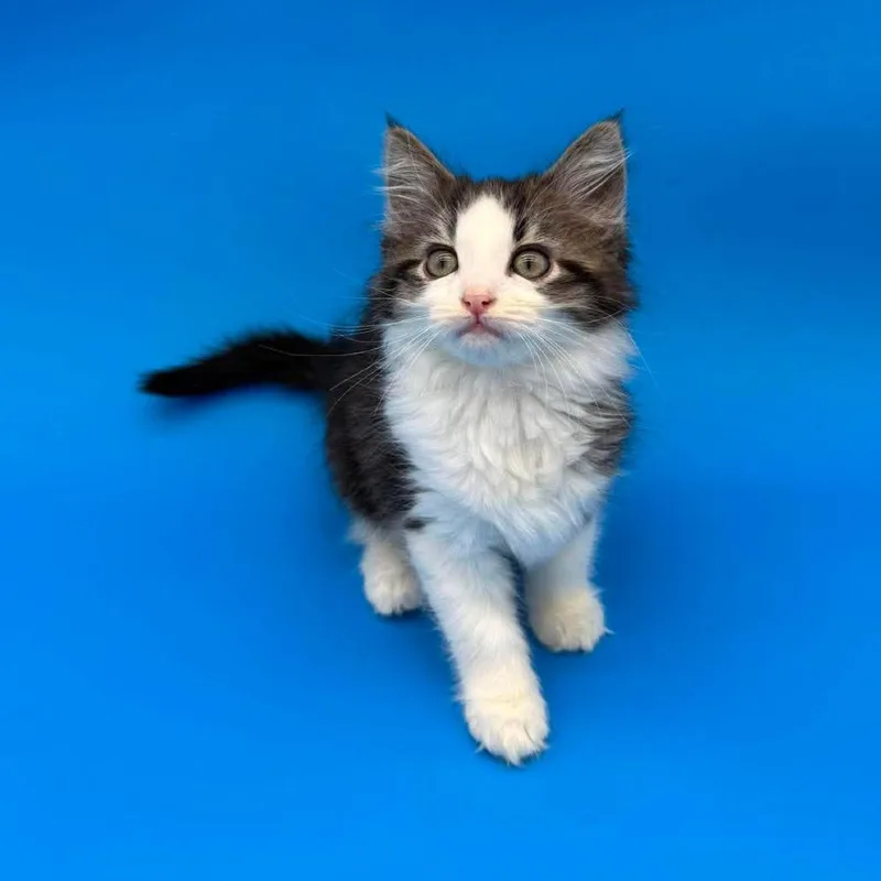 Elsie thumbnail 3