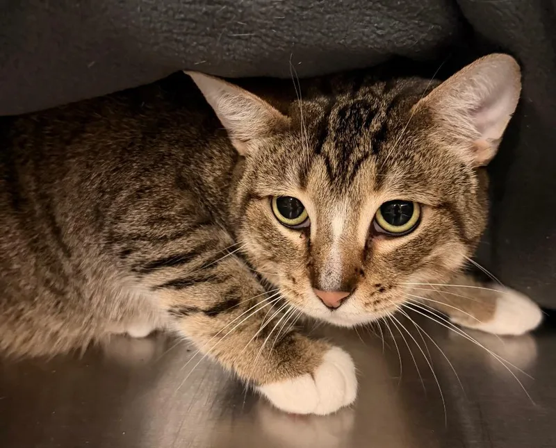 An adult large-sized female Domestic Short Hair cat named Zuri for adoption in Ocala, FL