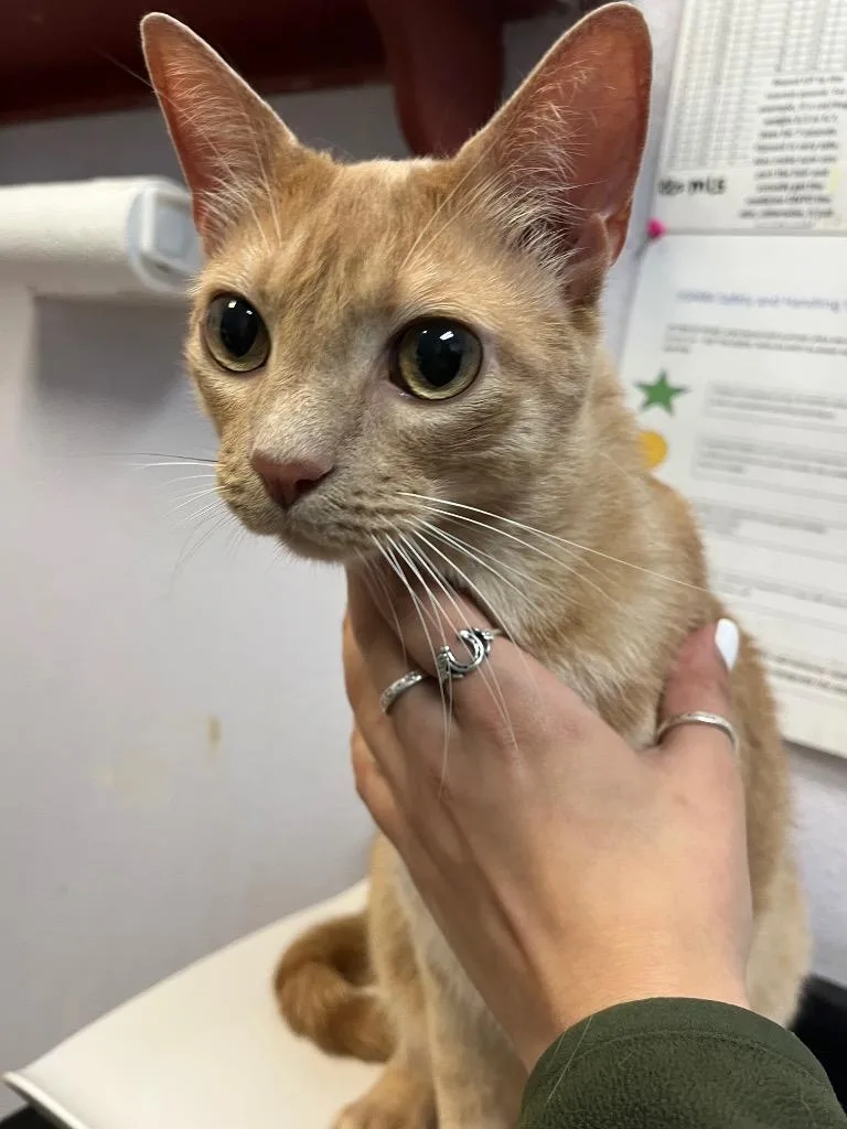 An adult large-sized male Domestic Short Hair cat named Cheese for adoption in New Braunfels, TX