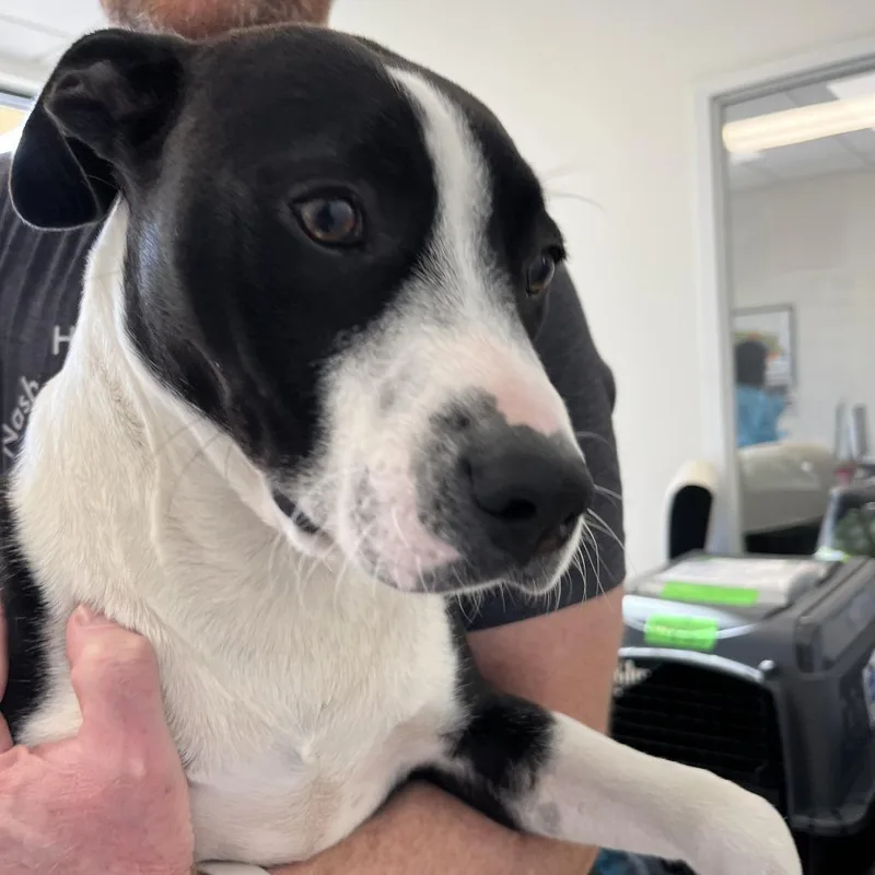 A young medium-sized male White / Cream Hound dog named Brewer for adoption in Nashville, TN