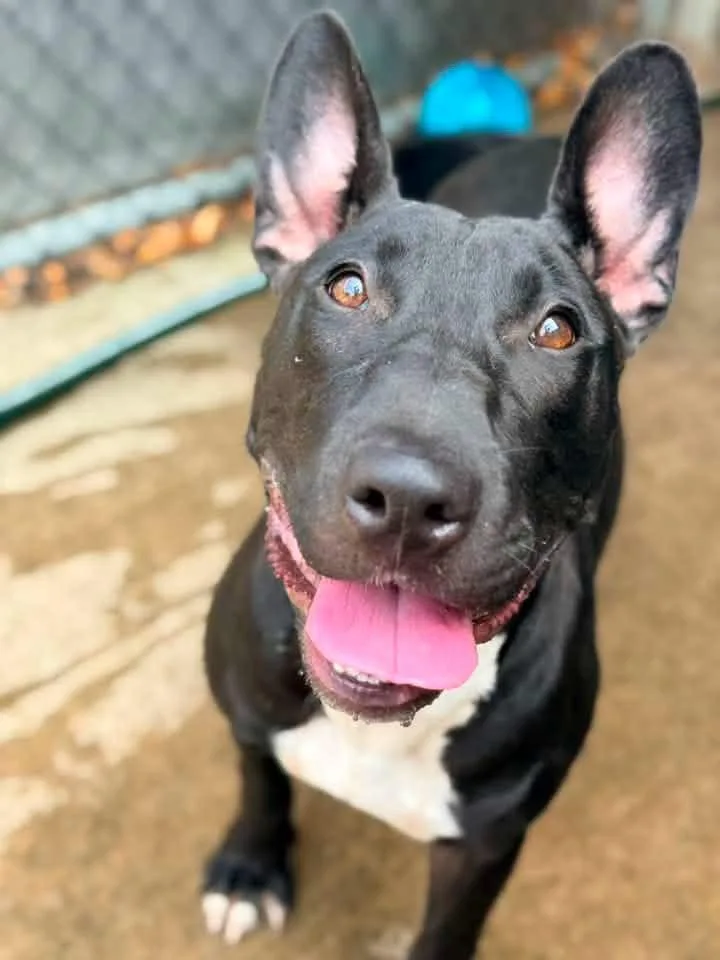 A young medium-sized female Black Bull Terrier dog named Tina for adoption in Chicago, IL