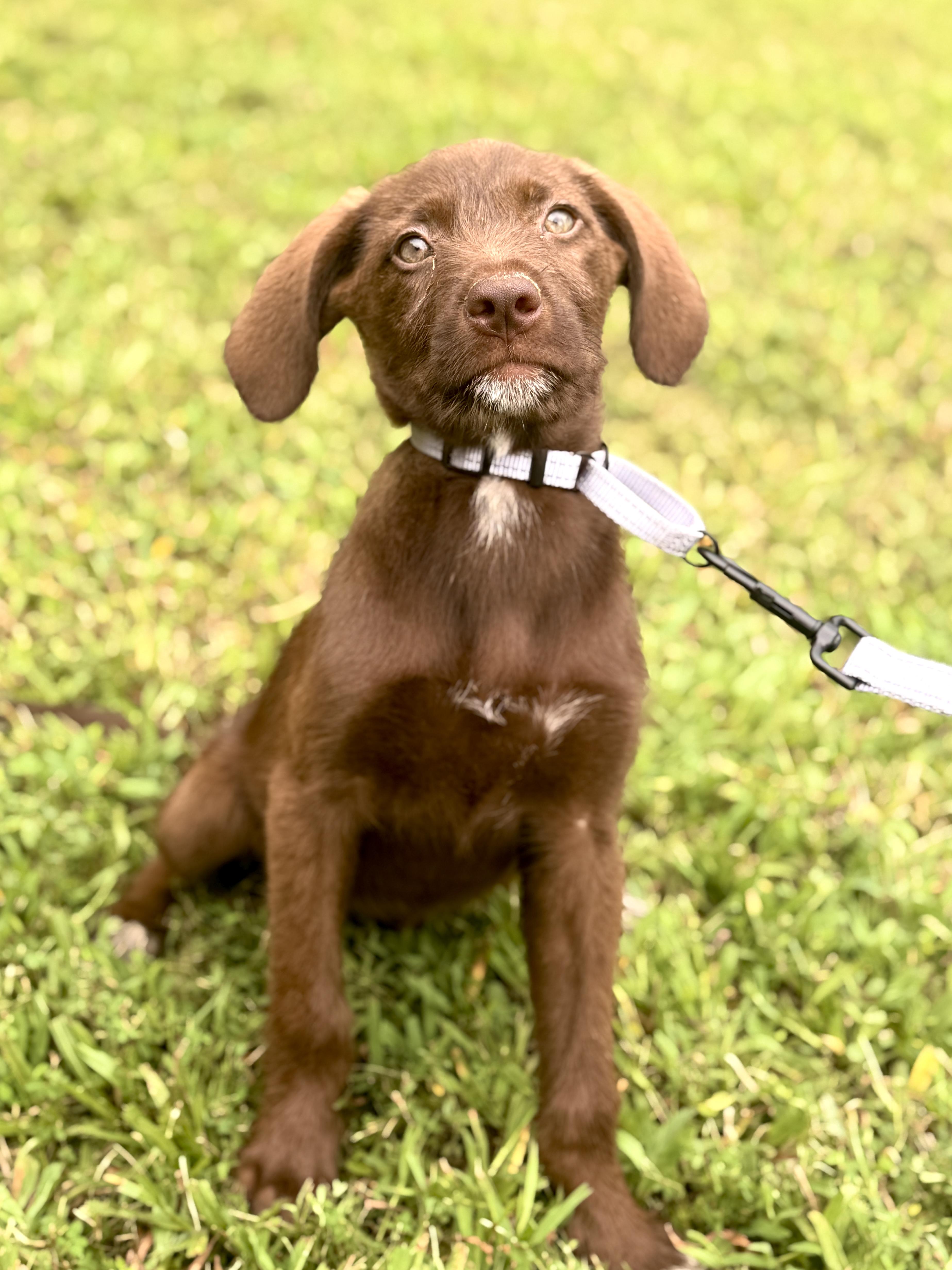 A baby medium-sized female Brown / Chocolate Goldendoodle dog named Bubbles for adoption in Gradyville, KY