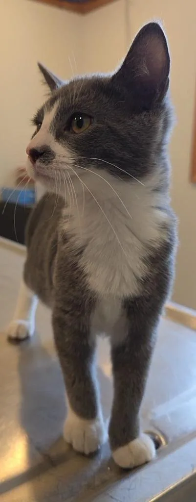 A baby medium-sized male Domestic Short Hair cat named Looey for adoption in Sprakers, NY