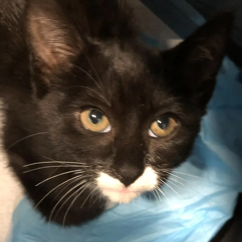 A young medium-sized female Black Domestic Short Hair cat named Boots for adoption in Oak Park, IL