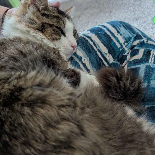 A young medium-sized male Tabby (Brown / Chocolate) Domestic Medium Hair cat named Soleo for adoption in Seven Valleys, PA