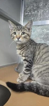 A baby small-sized male Domestic Short Hair cat named Stu for adoption in Paducah, KY