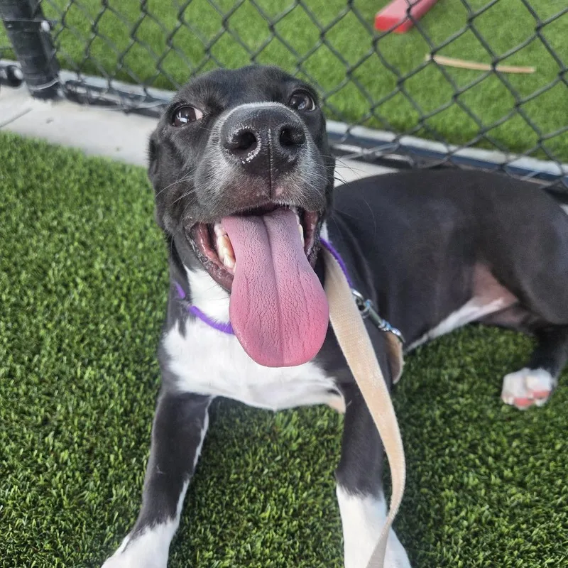 A young medium-sized female Black Mixed Breed dog named Casi for adoption in Bradenton, FL
