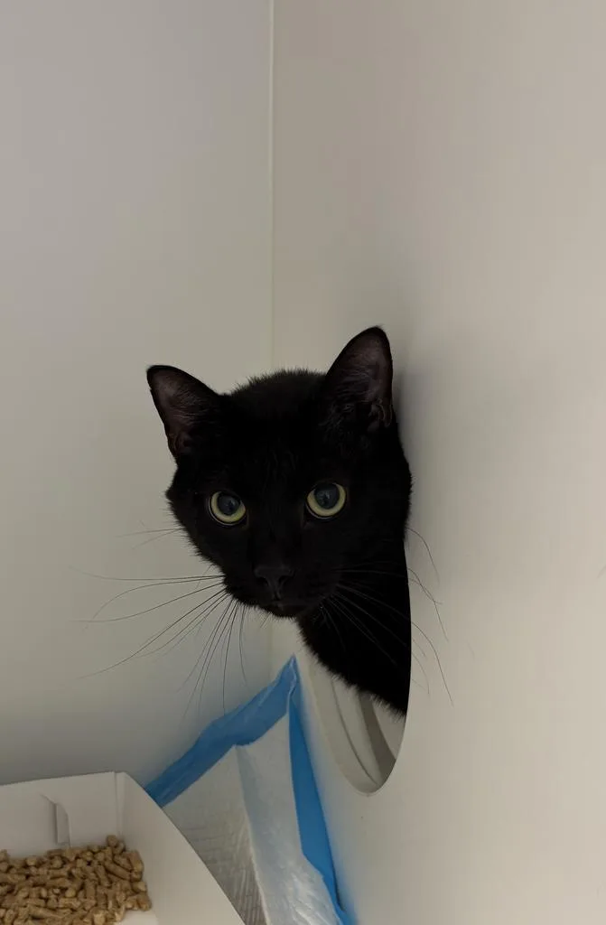 An adult large-sized male American Shorthair cat named Shadow for adoption in Greenfield, IN