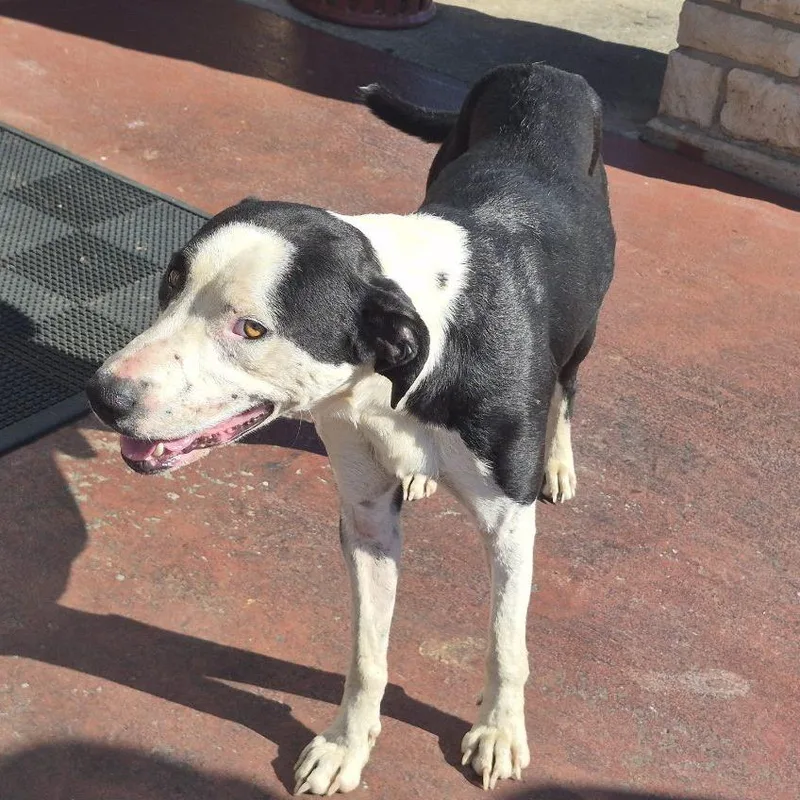 A young medium-sized male Black Mixed Breed dog named Bacon for adoption in Durant, OK