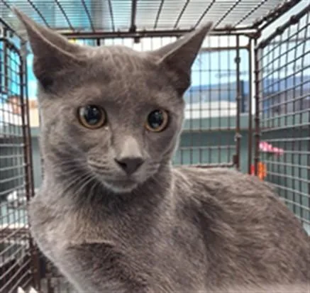 A young medium-sized male Domestic Medium Hair cat named Greg for adoption in Chatsworth, CA