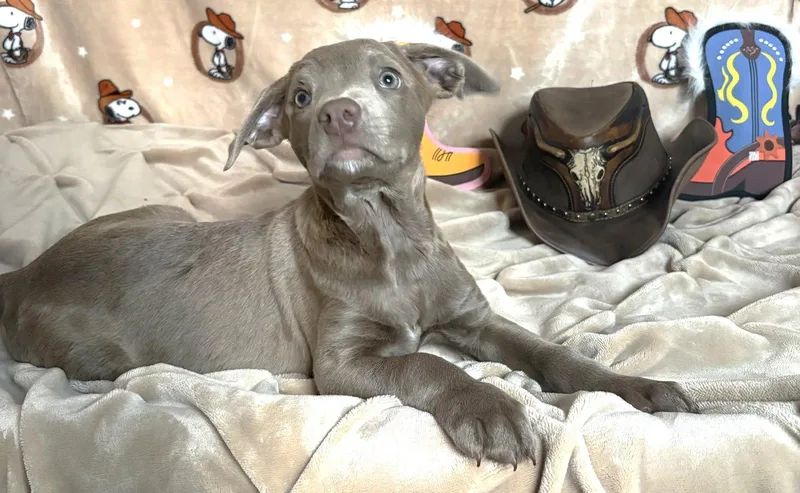 A baby large-sized male Pit Bull Terrier dog named Rooster for adoption in Wetumpka, AL
