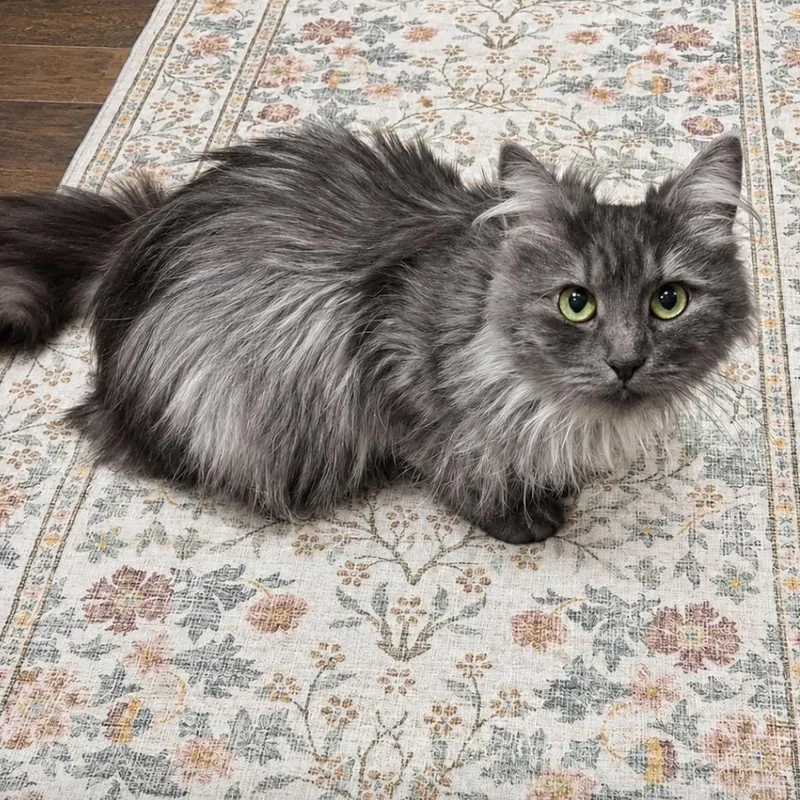 An adult medium-sized female Smoke Domestic Long Hair cat named Ashleigh C for adoption in Princeton, MN