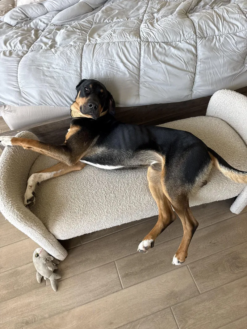 A young large-sized male Bloodhound dog named Bear for adoption in McKinney, TX