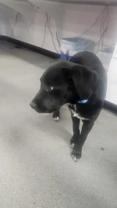 A baby medium-sized female Mixed Breed dog named Sweet Pea for adoption in West Chester, PA