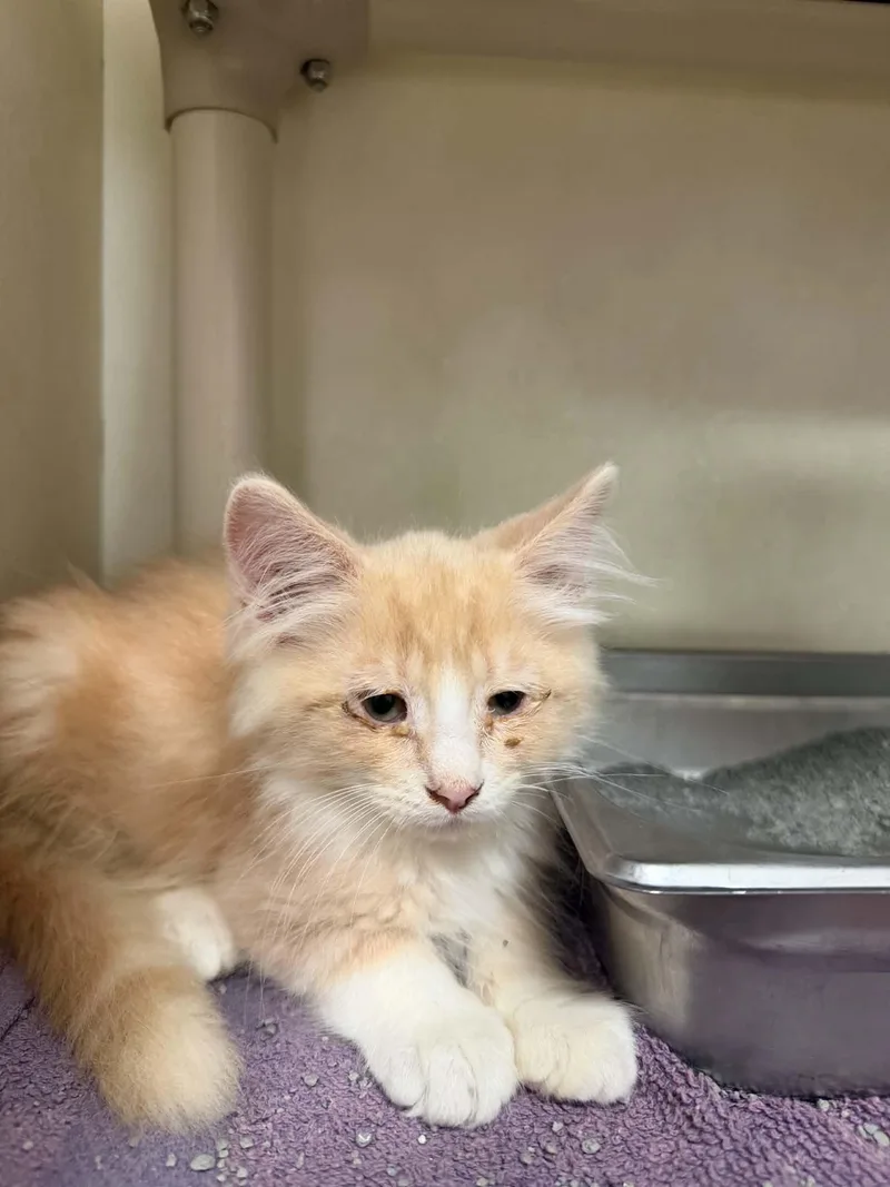 A baby small-sized male Domestic Long Hair cat named Moa for adoption in Hagerstown, MD