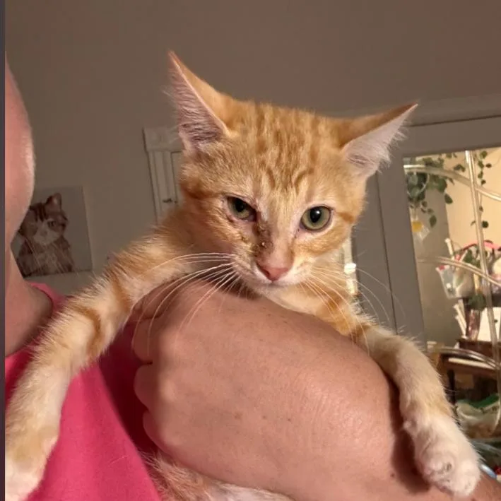 A baby small-sized male Orange / Red Domestic Short Hair cat named Orange Blossom for adoption in Layton, UT