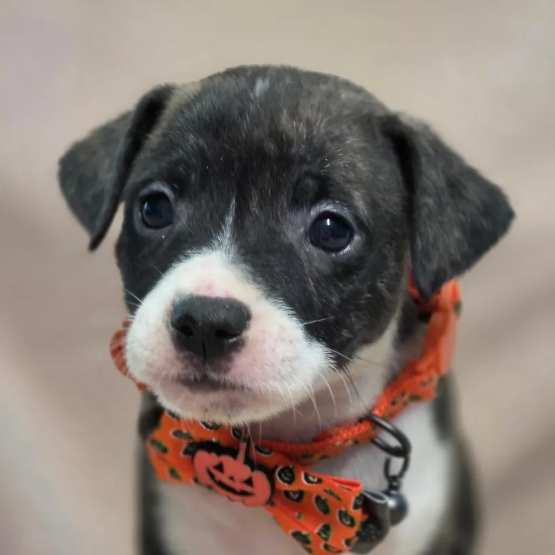 A baby medium-sized male Hound dog named Doc for adoption in Wiggins, MS