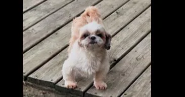 An adult small-sized female White / Cream Shih Tzu dog named Queenie for adoption in Dallas, TX