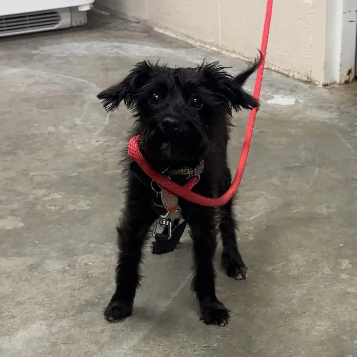 A young small-sized male Yorkshire Terrier dog named Gizmo for adoption in Manhattan, KS