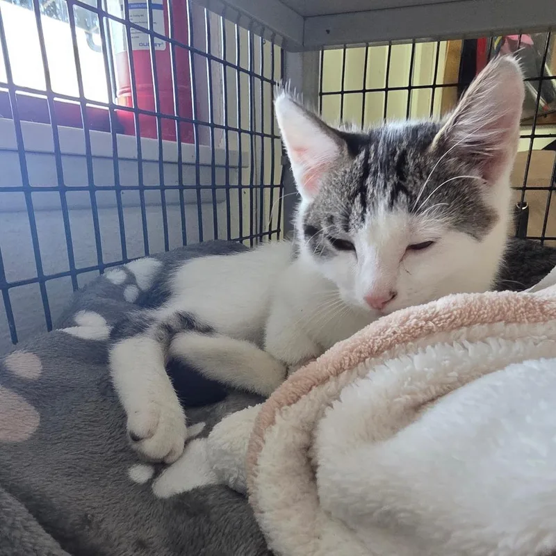 A baby small-sized female Domestic Short Hair cat named Sylvia for adoption in Allyn, WA