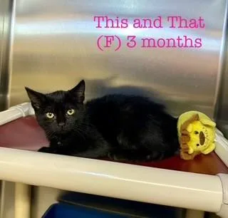 A baby medium-sized female Black Domestic Short Hair cat named This and That for adoption in Parsippany, NJ