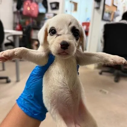 A baby medium-sized female Retriever dog named Deb for adoption in Morton Grove, IL