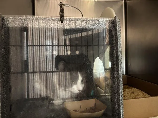 A young medium-sized male Domestic Short Hair cat named Buddy Whiskers for adoption in New York, NY