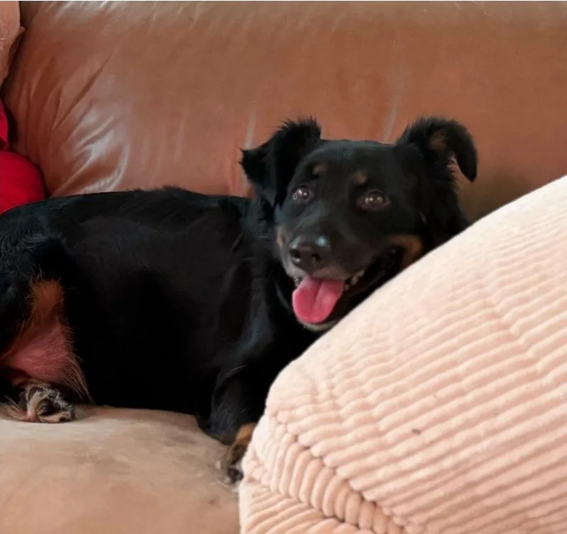 An adult large-sized male Rottweiler dog named Bub HW+ for adoption in Sedalia, CO