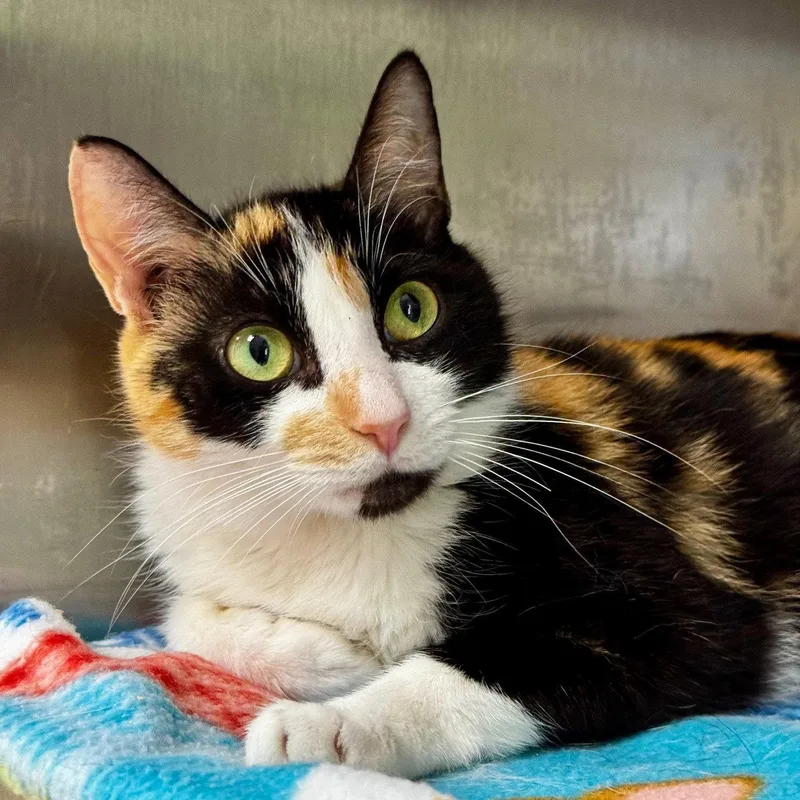 An adult medium-sized female Domestic Short Hair cat named Ginger for adoption in Hilton Head Island, SC