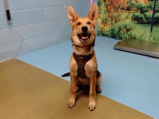 A young small-sized female Shepherd dog named Shayla for adoption in Moreno Valley, CA