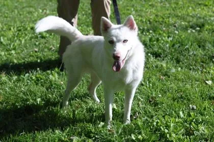 An adult medium-sized female Mixed Breed dog named Flo for adoption in West Chester, PA