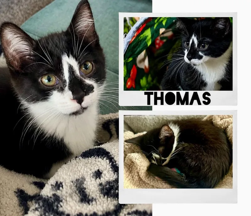 A baby medium-sized male Black & White / Tuxedo Domestic Short Hair cat named Thomas for adoption in Battle Creek, MI