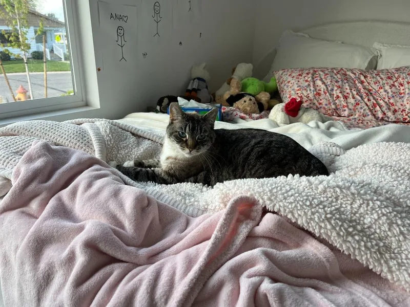 An adult medium-sized female Domestic Short Hair cat named Beverly for adoption in Salt Lake City, UT