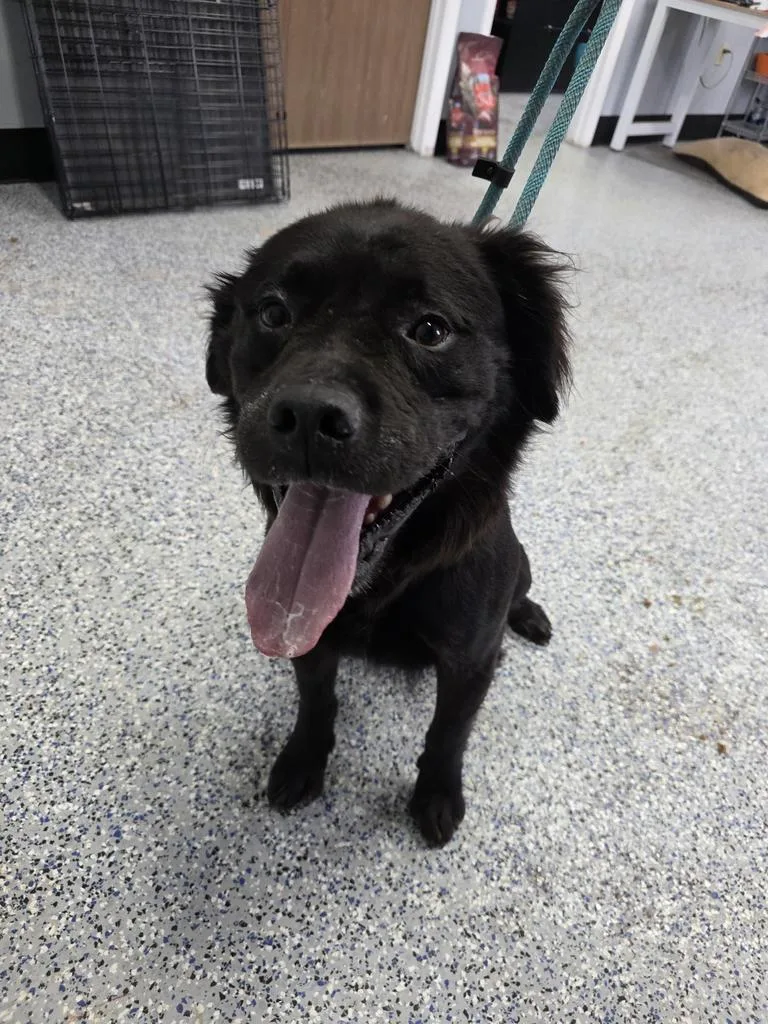 An adult medium-sized female Pit Bull Terrier dog named Nova for adoption in Holbrook, AZ