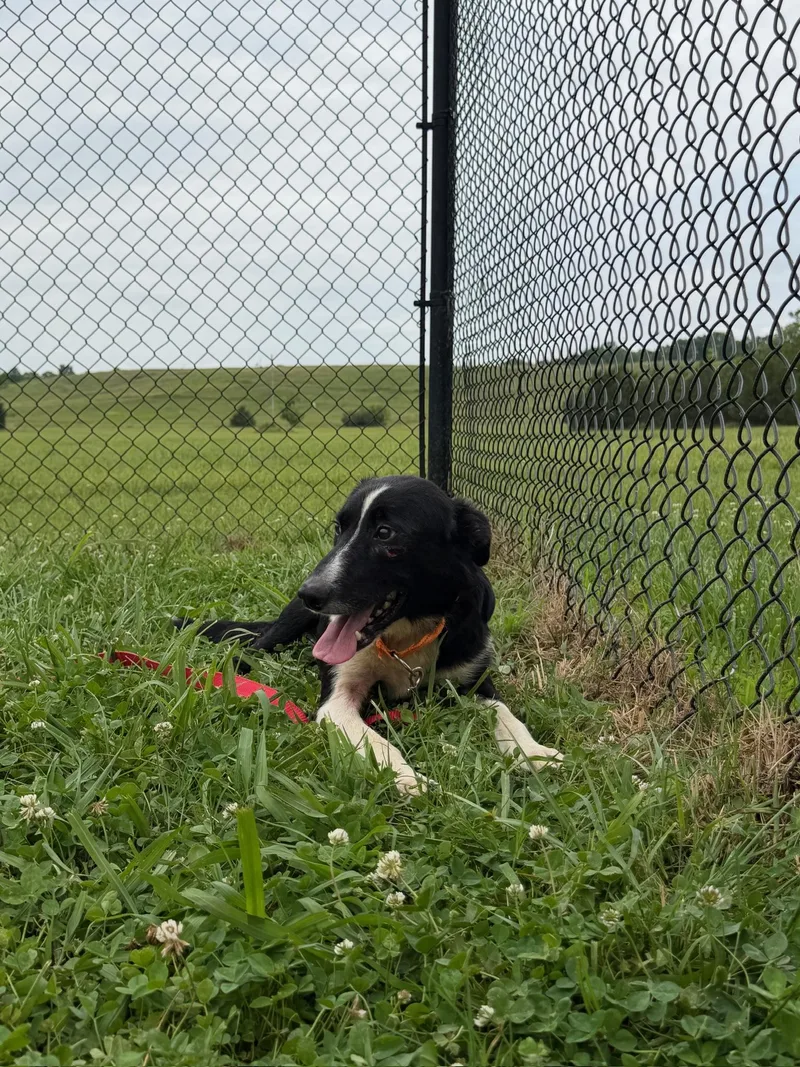 Tyson