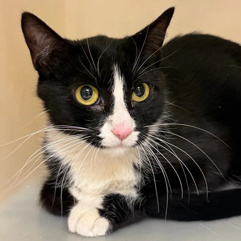 An adult medium-sized female Black Domestic Short Hair cat named KitKat for adoption in Reno, NV