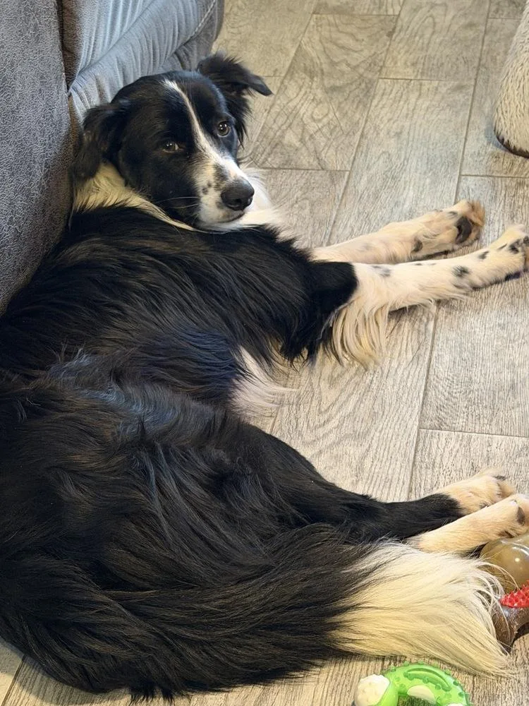 An adult medium-sized male Tricolor (Brown, Black, & White) Border Collie dog named Portland for adoption in Boston, MA