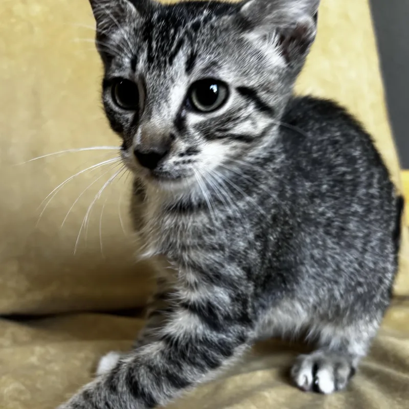 A baby medium-sized male Tabby (Gray / Blue / Silver) Domestic Short Hair cat named Hershey for adoption in Liverpool, TX