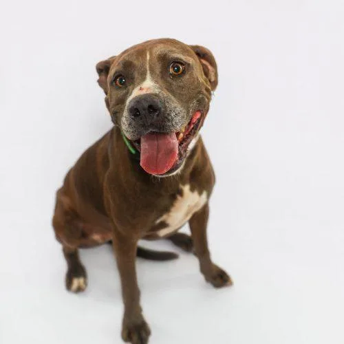 An adult medium-sized female Gray / Blue / Silver American Staffordshire Terrier dog named Rhonda for adoption in Sullivan City, TX