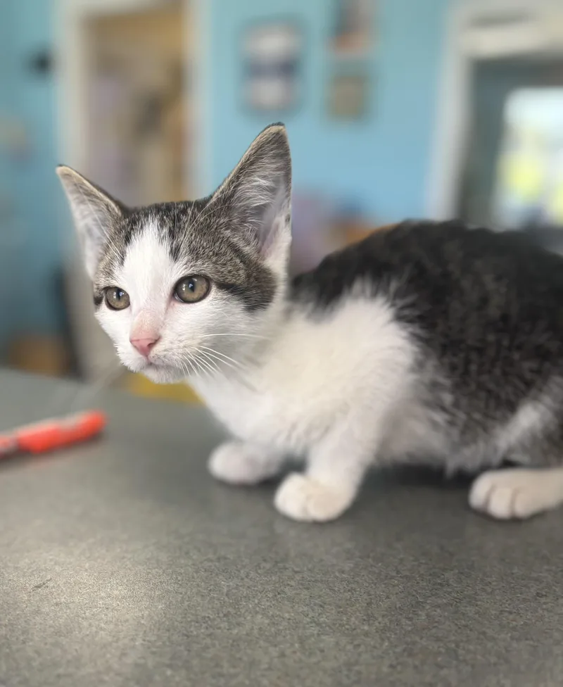 A baby medium-sized male Tabby (Brown / Chocolate) Domestic Short Hair cat named Chevy for adoption in Bardstown, KY