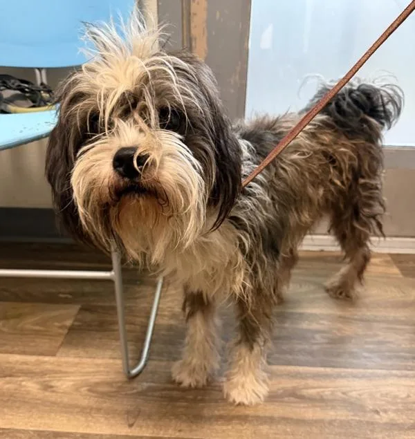 An adult small-sized male Poodle dog named Tenderloin for adoption in San Diego, CA