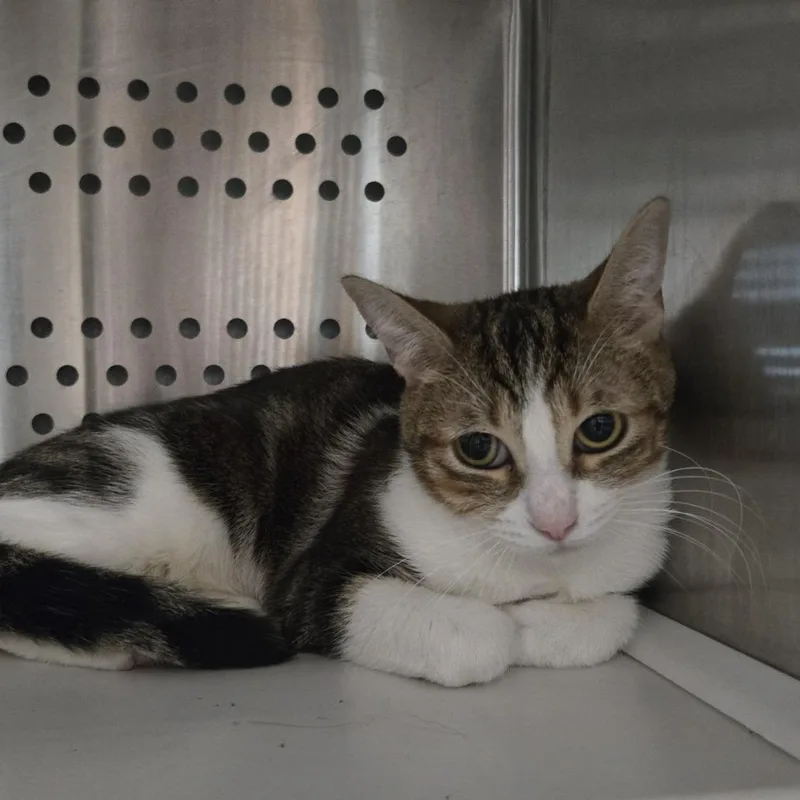 A young medium-sized female Brown / Chocolate Domestic Short Hair cat named Sea Butterfly for adoption in Dearborn, MI