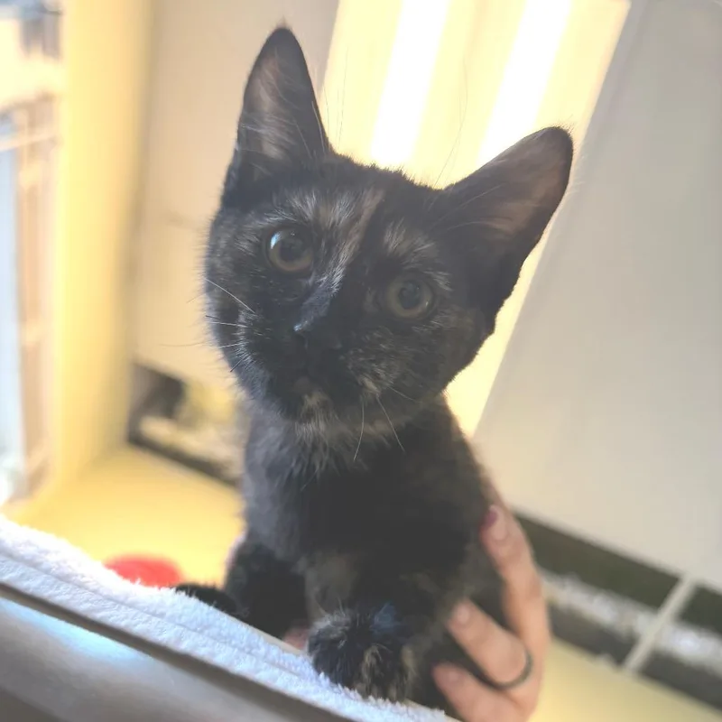 A baby small-sized female Domestic Short Hair cat named Delete for adoption in East Smithfield , PA
