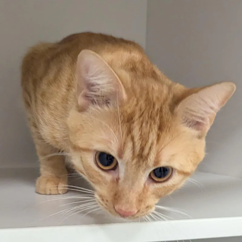 An adult small-sized male Orange / Red Domestic Short Hair cat named Paddie for adoption in Jeffersonville, IN