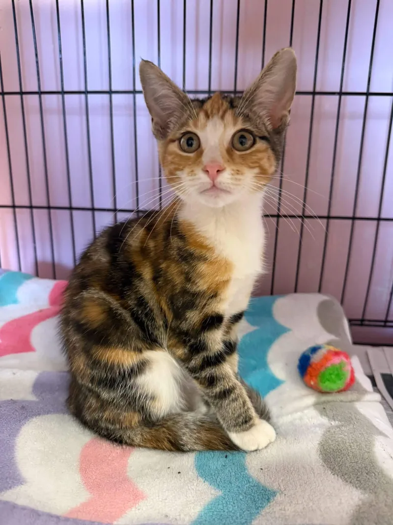 A young small-sized female Calico Domestic Short Hair cat named Cupcake for adoption in Freeport, NY