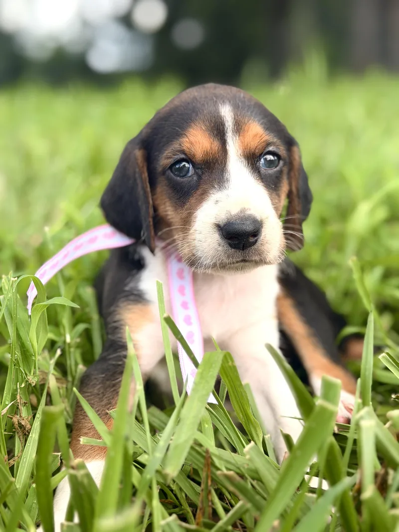 A baby small-sized female Beagle dog named BelleTransport for adoption in Gradyville, KY